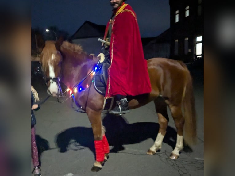 Belgian Riding Pony Mare 7 years 13,3 hh Chestnut-Red in Zülpich
