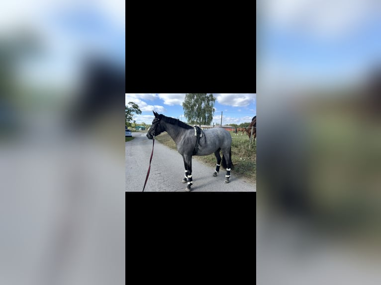 Belgian Riding Pony Mare 7 years 14.2 hh Roan-Blue in Neulingen