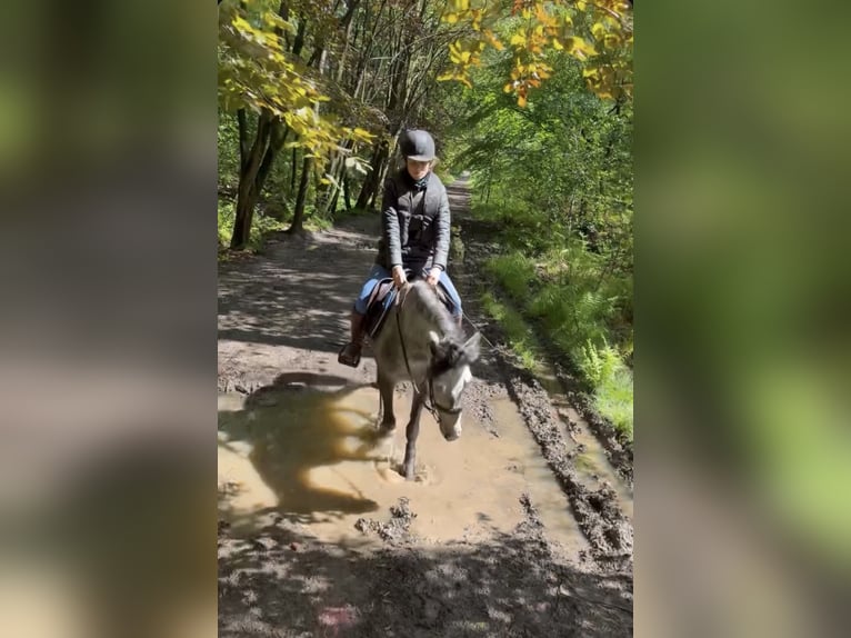 Belgian Riding Pony Mare 7 years 14 hh Grey-Dapple in Trooz