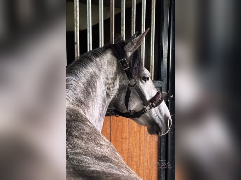 Belgian Riding Pony Mare 7 years 14 hh Grey-Dapple in Trooz