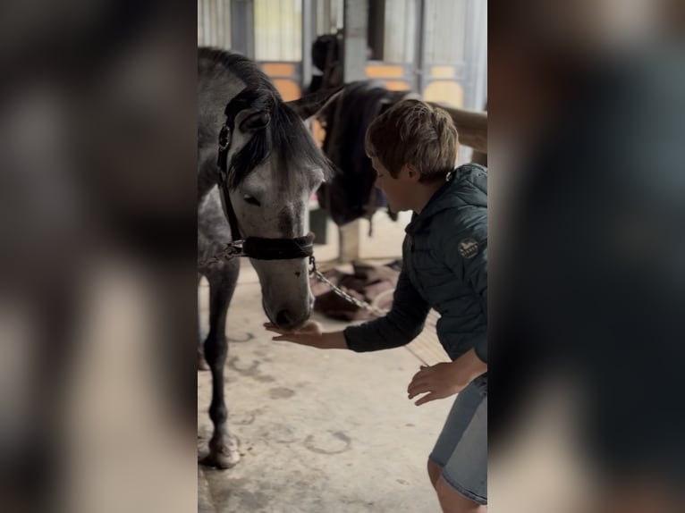 Belgian Riding Pony Mare 7 years 14 hh Grey-Dapple in Trooz