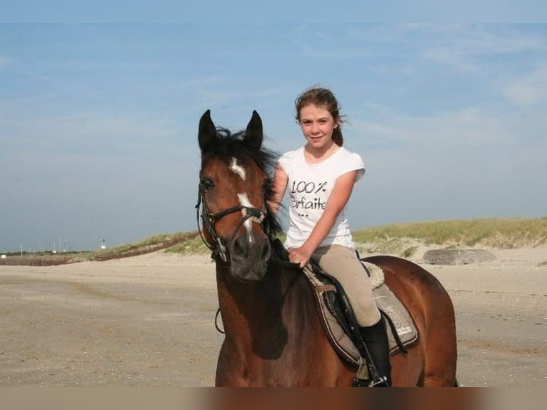 Belgian Riding Pony Mare 7 years 14,1 hh Brown in Liege