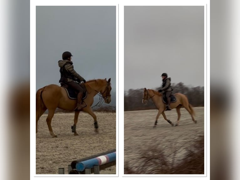 Belgian Riding Pony Mare 7 years 14,1 hh Chestnut-Red in LIEGE