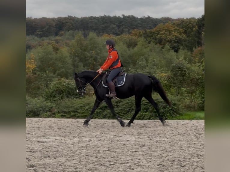 Belgian Riding Pony Mare 7 years 14,2 hh Black in Liège