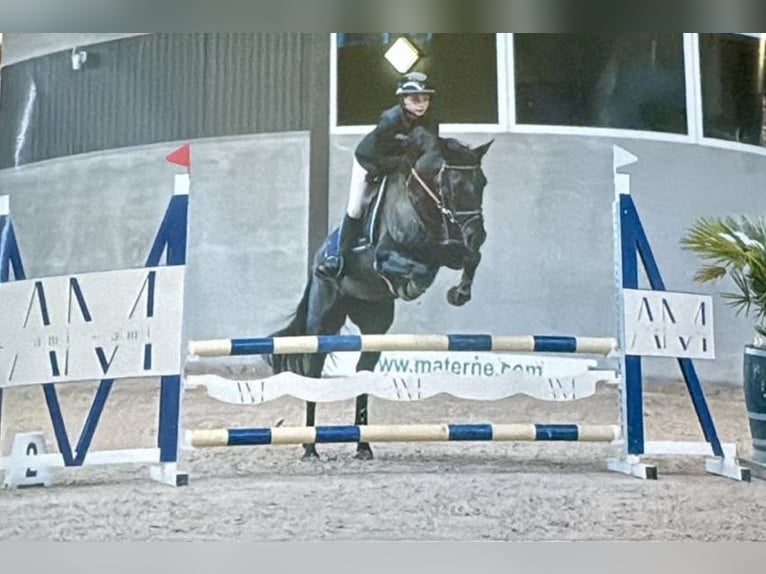 Belgian Riding Pony Mare 7 years 14,2 hh Black in Liège