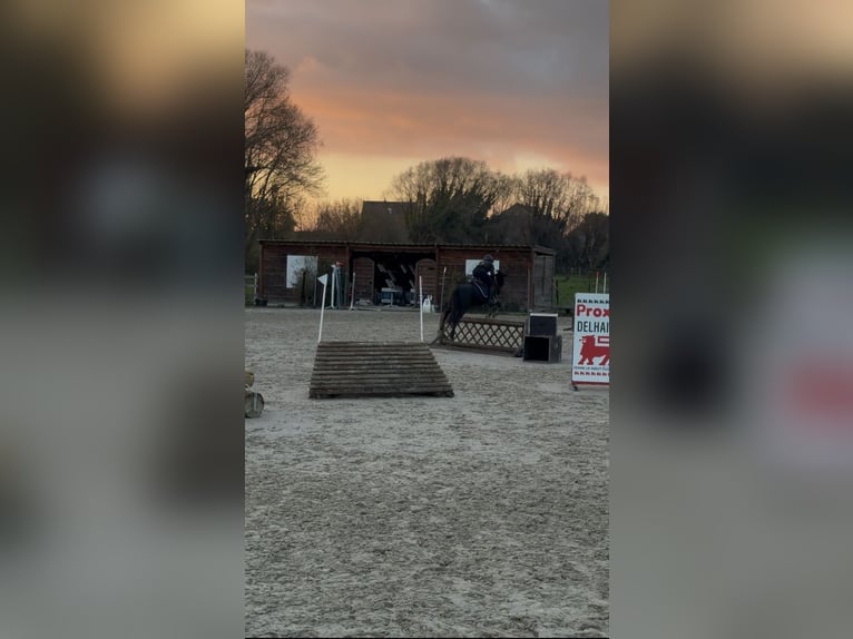 Belgian Riding Pony Mare 7 years 14,2 hh Black in Liège