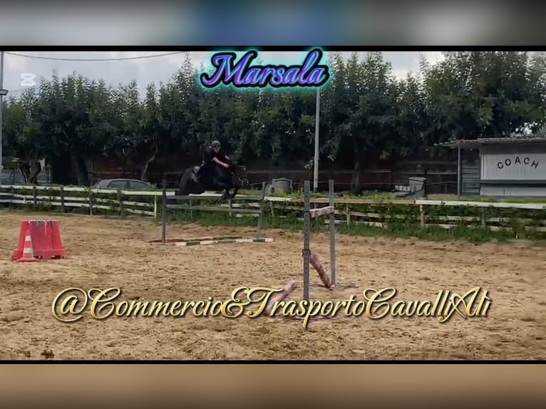 Belgian Riding Pony Mix Mare 7 years 14,2 hh Brown in SOLARINO