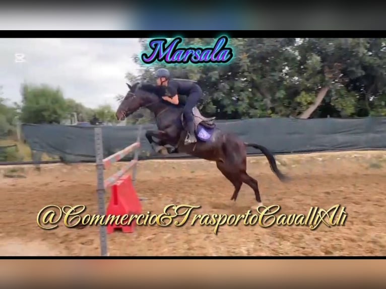 Belgian Riding Pony Mix Mare 7 years 14,2 hh Brown in SOLARINO
