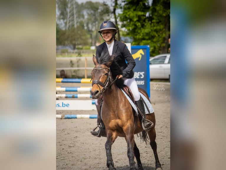 Belgian Riding Pony Mare 8 years 13,1 hh Brown in Westmalle