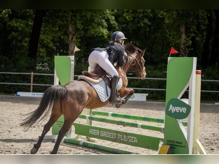 Belgian Riding Pony Mare 8 years 13,1 hh Brown in Westmalle
