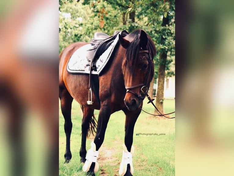 Belgian Riding Pony Mare 8 years 13,1 hh Brown in Westmalle