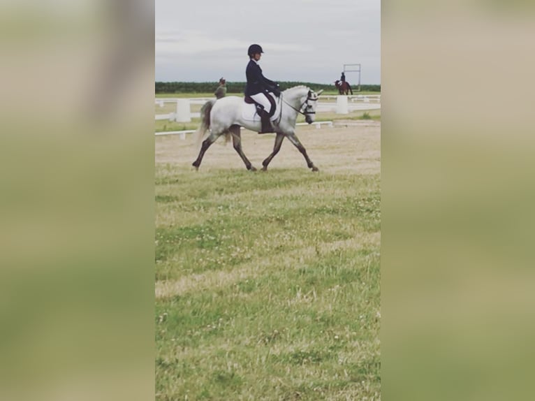 Belgian Riding Pony Mare 8 years 14.1 hh Brown in Liege