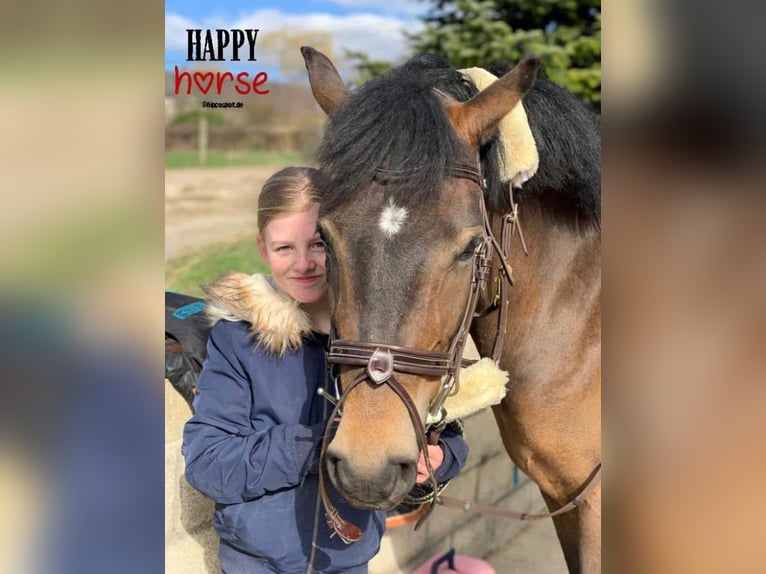 Belgian Riding Pony Mare 8 years 14.1 hh Brown in Liege