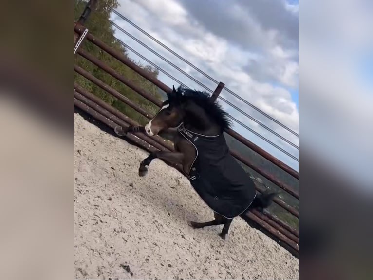 Belgian Riding Pony Mare 8 years 14,1 hh Brown in Liege