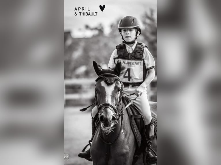 Belgian Riding Pony Mare 8 years 14,1 hh Brown in Liege