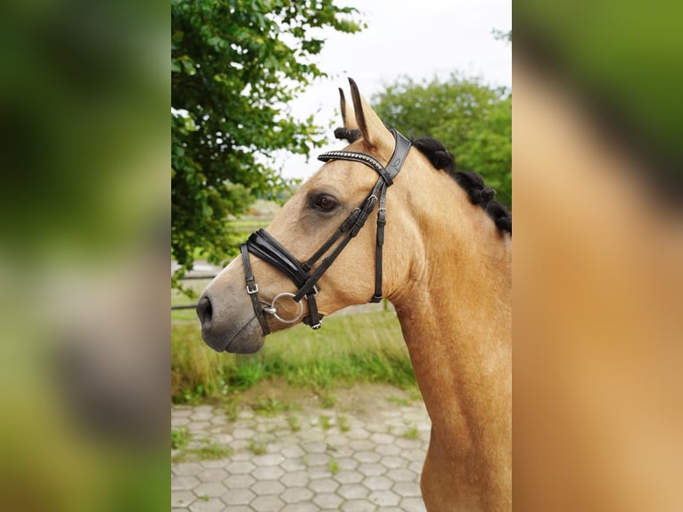 Belgian Riding Pony Mare 8 years 14,1 hh Buckskin in Buchholz in der Nordheide