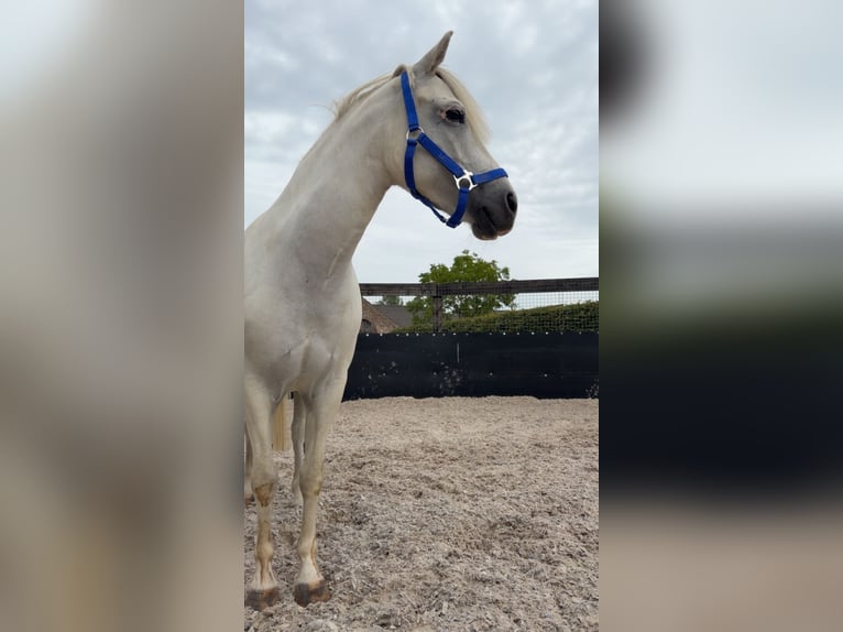 Belgian Riding Pony Mare 9 years 12.2 hh Grey in Oudsbergen