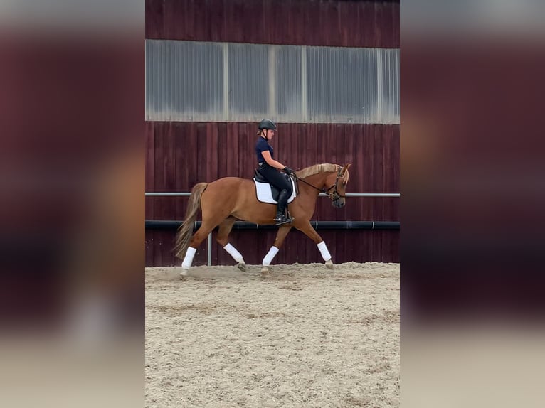 Belgian Riding Pony Mare 9 years 14,1 hh Chestnut-Red in Ilsfeld