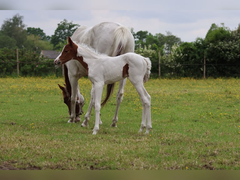 Belgian Riding Pony Mare Foal (01/2026) 14.2 hh Tobiano-all-colors in Aartrijke