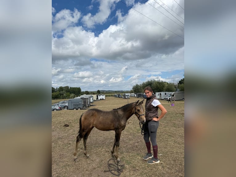 Belgian Riding Pony Mare Foal (06/2025) 14,1 hh Buckskin in zele