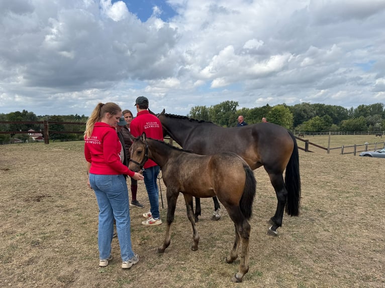 Belgian Riding Pony Mare Foal (06/2025) 14,1 hh Buckskin in zele