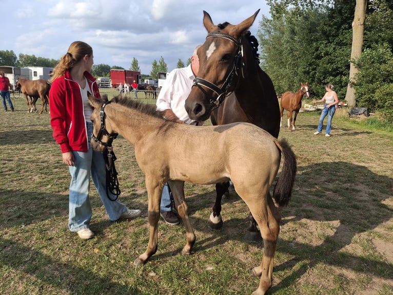 Belgian Riding Pony Mare Foal (06/2025) 14,1 hh Buckskin in zele