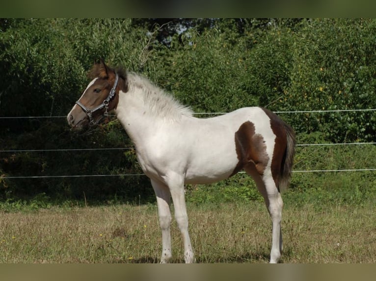 Belgian Riding Pony Mare Foal (05/2025) 14,2 hh Pinto in Zutendaal