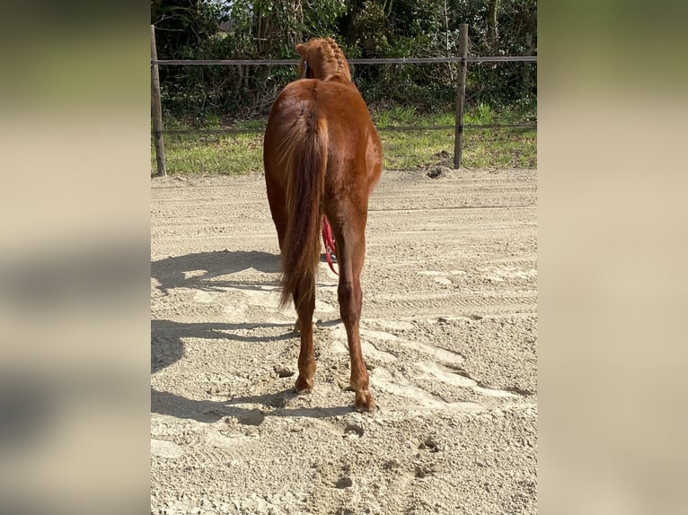 Belgian Riding Pony Stallion 1 year 12.1 hh  in GROTE-BROGEL