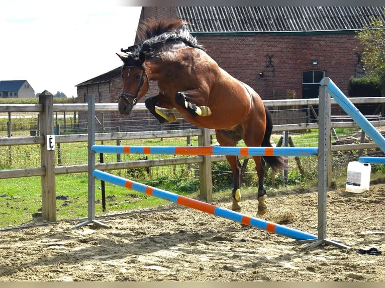 Belgian Riding Pony Stallion 2 years 14,1 hh Bay-Dark in Onze-Lieve-Vrouw-Waver