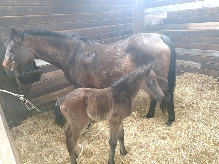 Belgian Riding Pony Stallion 2 years 14,2 hh Bay-Dark in Nederhasselt