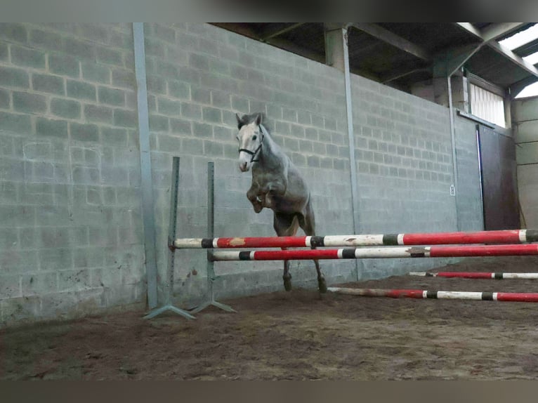 Belgian Riding Pony Stallion 3 years 13,3 hh Gray in Agimont