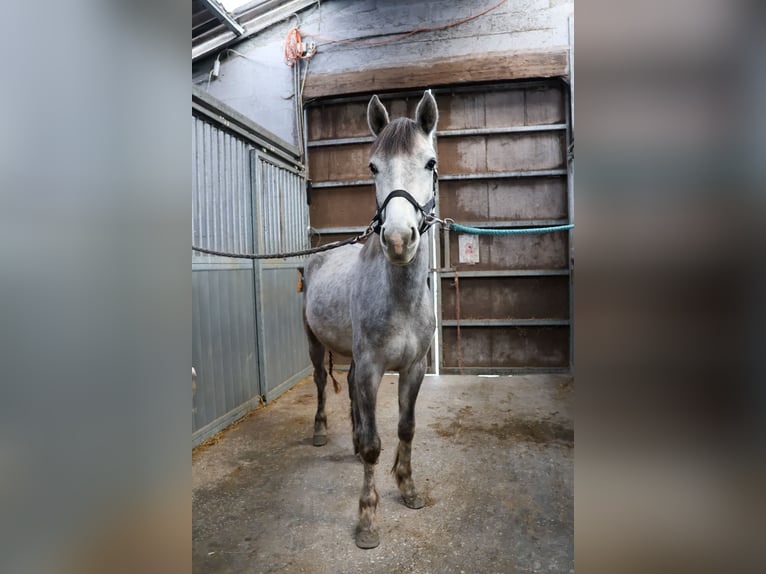 Belgian Riding Pony Stallion 3 years 13,3 hh Gray in Agimont