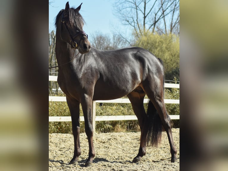 Belgian Riding Pony Stallion 3 years 14,1 hh Smoky-Black in Lier