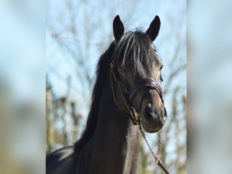 Belgian Riding Pony Stallion 3 years 14,1 hh Smoky-Black in Lier