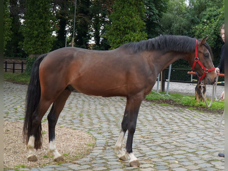 Belgian Riding Pony Stallion 4 years 14 hh Brown in Herzele