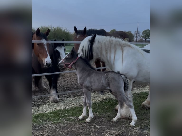 Belgian Riding Pony Stallion Foal (04/2026) 14.1 hh Dun in Kleve