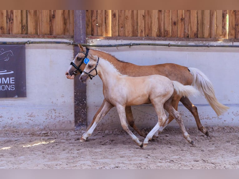 Belgian Riding Pony Stallion Foal (04/2024) 14,1 hh Palomino in Anderlues