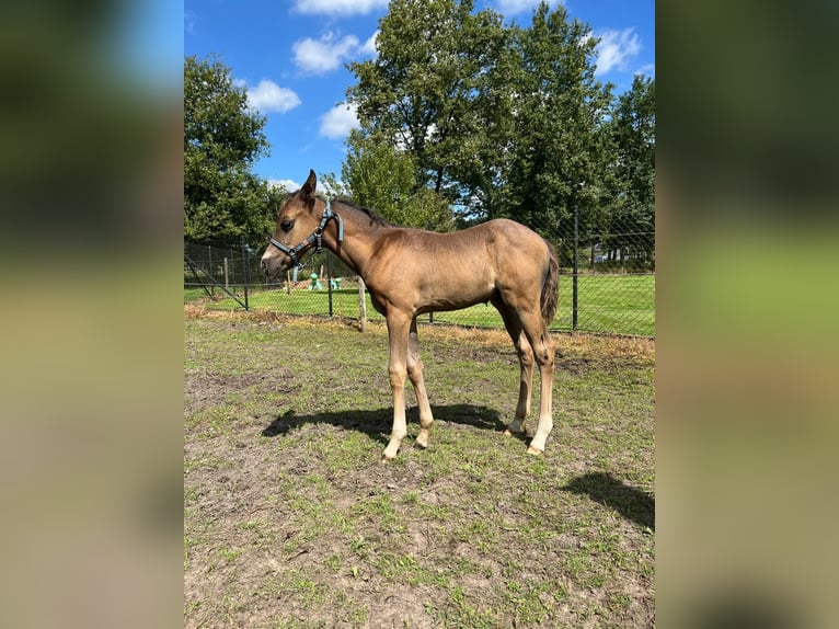 Belgian Riding Pony Stallion Foal (06/2024) 14,2 hh Smoky-Black in Mol