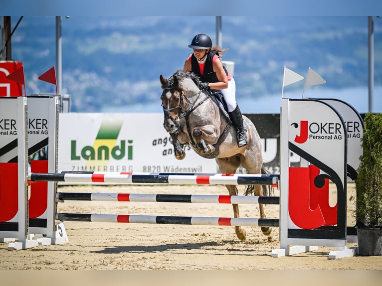Belgian Sport Horse Gelding 10 years 14,2 hh Grey-Blue-Tan in Tuggen
