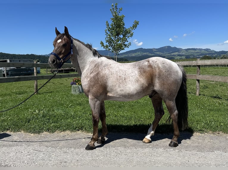 Belgian Sport Horse Gelding 10 years 14,2 hh Grey-Blue-Tan in Tuggen