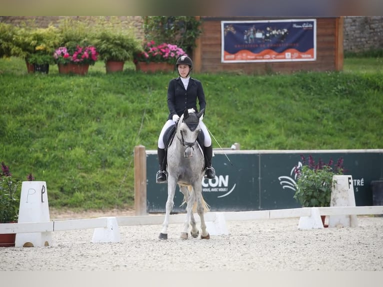 Belgian Sport Horse Gelding 10 years 14,3 hh Grey-Fleabitten in Brumath