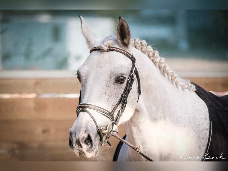 Belgian Sport Horse Gelding 10 years 14,3 hh Grey-Fleabitten in Brumath