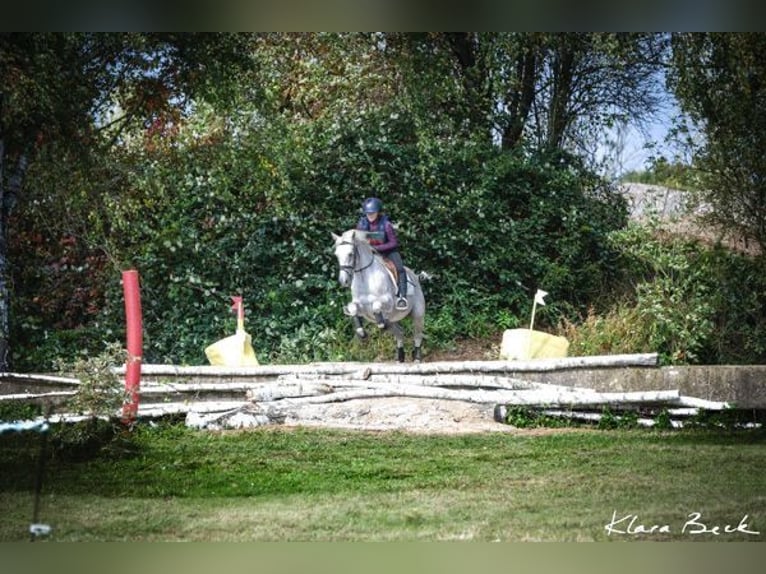 Belgian Sport Horse Gelding 10 years 14,3 hh Grey-Fleabitten in Brumath