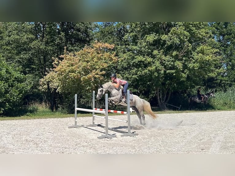 Belgian Sport Horse Gelding 10 years 14,3 hh Grey-Fleabitten in Brumath