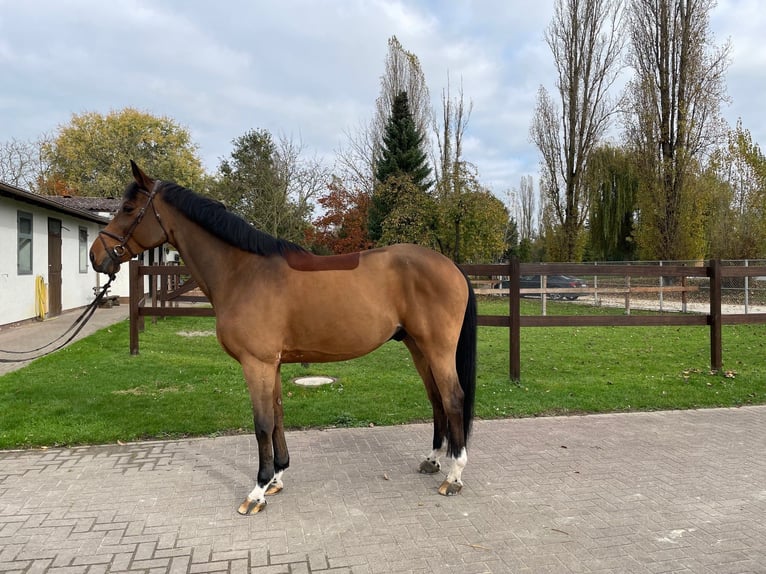 Belgian Sport Horse Gelding 10 years 16,2 hh Brown in Viernheim