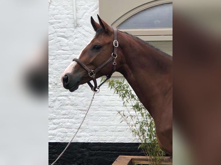 Belgian Sport Horse Gelding 10 years 16 hh Brown in Chartres