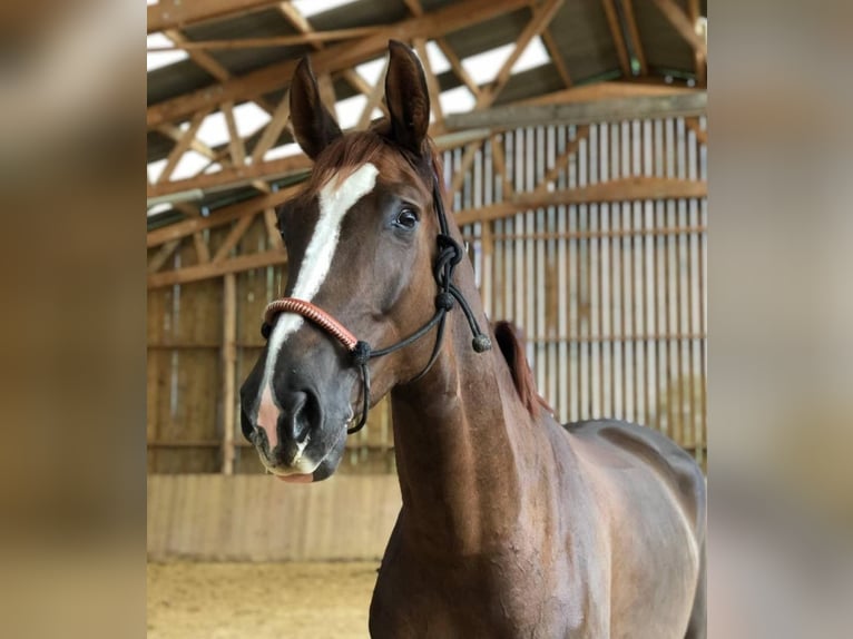 Belgian Sport Horse Gelding 10 years 17.2 hh Chestnut in L'Isle-Adam
