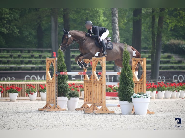 Belgian Sport Horse Gelding 10 years 17.2 hh Chestnut in L'Isle-Adam