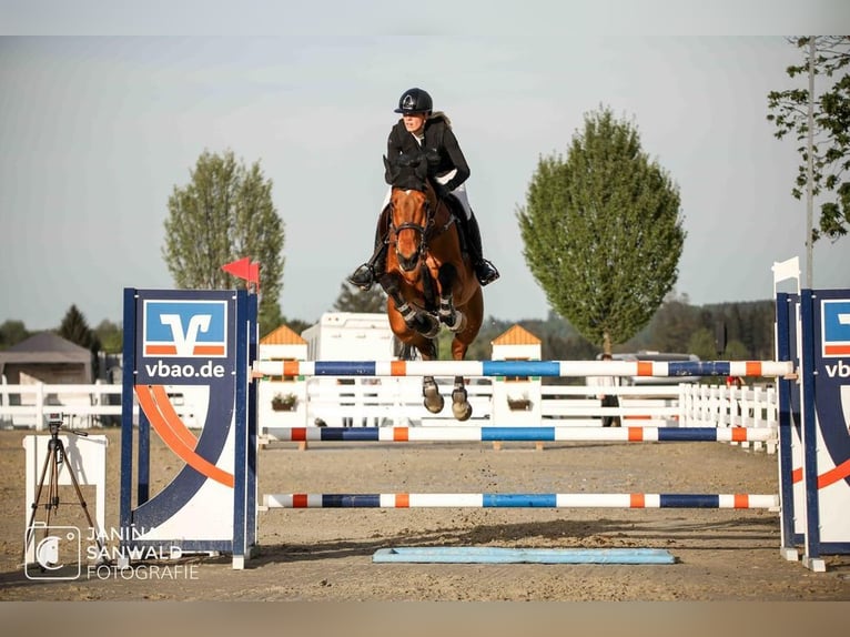 Belgian Sport Horse Gelding 10 years 17 hh Brown in Oberstadion