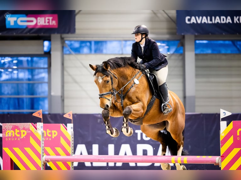 Belgian Sport Horse Gelding 10 years 17 hh Brown in Skwierzyna